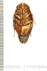 Gyna caffrorum (Stål, 1856): Gyna caffrorum, male. (Otu).