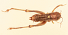 CollectionObject 1516676; 294c69c0-0fbb-4eb0-9137-c6d32a1c4760, NHMUK016032525: male, dorsal view (holotype). (CollectionObject).