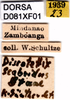 CollectionObject 1552377; c7da8de2-c1e1-4eae-8d3f-2bd8dbc897e0, DORSA D081XF01: labels. (CollectionObject).