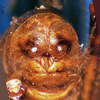 CollectionObject 1505458; 265a54be-add9-4d51-b96d-a0109759bc0c: male abdomen tip, caudal view. (CollectionObject).