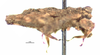 CollectionObject 1567179; 1a2b101a-369f-45a7-98cc-edadd20e9a7d: female, lateral view (holotype). (CollectionObject).