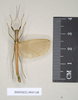 CollectionObject 1562466; NHMUK(SF IMPORT DUPLICATE) 845148-845149, a5de3ed4-48ef-4239-bdfc-c712135eb89b: copyright Natural History Museum, London. male (paratype). (CollectionObject).