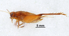 CollectionObject 1522930; c11ff712-6bae-4808-b1a2-f2c333c033f9: Male, lateral view (holotype). (CollectionObject).