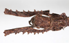 CollectionObject 1562367; NMW 241, 8a2be2e5-1ebe-4b1c-9056-d28ea6c97808: copyright NMW, Vienna. female: head, dorsal view (syntype). (CollectionObject).