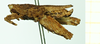 CollectionObject 1585788; be08970f-d324-4d1b-90f0-4c61311952f7: male, lateral view (paralectotype). (CollectionObject).