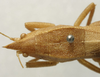 CollectionObject 1535035; 58a6da7f-880e-49a7-873f-36a8f0ccbd8f: female head and pronotum, dorsal view (holotype). (CollectionObject).