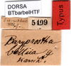 CollectionObject 1500505; 262a8b3b-6eb1-4c08-8673-c50a39858ec9: labels (holotype). (CollectionObject).