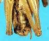 CollectionObject 1507144; 17c29048-7293-4a66-8013-e41368e6c1e9: male abdomen tip, ventral view. (CollectionObject).