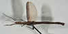 CollectionObject 1561270; USNM(SF IMPORT DUPLICATE) 7350, 80ce10ec-7dc9-4d1b-a654-36c3a552b2ad: copyright USNM, Washington. (CollectionObject).