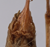 CollectionObject 1534552; ab409a91-6a6e-4d06-bb61-772477dd6f7f: female subgenital plate (holotype). (CollectionObject).