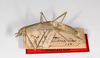 CollectionObject 1559775; 2bdc7312-b597-478a-9aa4-a29e6758e4b3: copyright MNCN, Madrid. female, part lateral view (holotype). (CollectionObject).