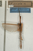 CollectionObject 1561864; NMW 1016, 9dcae8c4-2076-4cfc-83bb-7f9560cc6dce: copyright NMW, Vienna. male (holotype). (CollectionObject).