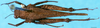 CollectionObject 1505122; 19a4eaac-2f3a-4d8c-b7e2-51829f9c136b: male, dorsal view. (CollectionObject).