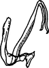 Aedeagus, lateral view on Anufrievia adaucta Cao & Zhang, 2018: (Observation).