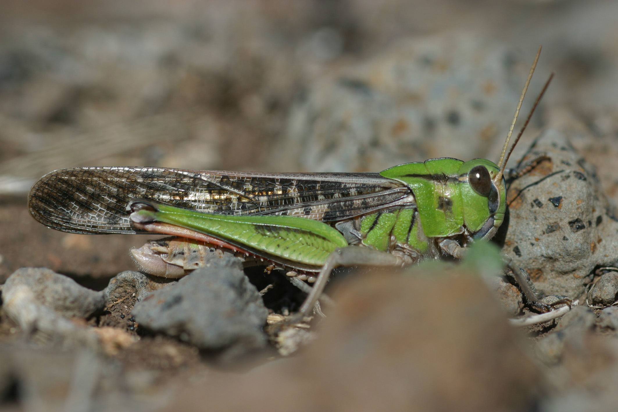 male (Canary Islands). Depicts Locusta migratoria (Linnaeus, 1758), an Otu.