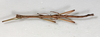 CollectionObject 1557389; NMW 655, 2df601a1-cf90-41e3-94bd-e76f4ea09ddf: copyright NMW, Vienna. male, dorsal view (paralectotype). (CollectionObject).