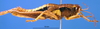 CollectionObject 1521414; fe68ce02-3220-4202-9f87-e3c6ad6f8a03: male, lateral view (holotype). (CollectionObject).