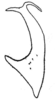 Aedeagus, lateral view on Paralimnus (Paragygrus) orientalis (Lindberg, 1929) now Paralimnus (Paragygrus) japonicus (Matsumura, 1914): (Observation).