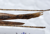 CollectionObject 1576072; c030d9f2-9de4-4543-83c7-a37dfd18653a: copyright ZRC, Singapore. male: end of abdomen, dorsal view (paratype). (CollectionObject).