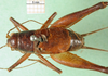 CollectionObject 1501007; 9b2f206d-dd5d-45d5-8427-80ef57df5124: male, dorsal view (lectotype). (CollectionObject).