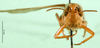 CollectionObject 1568782; 045985ac-21fc-41a7-9428-77bcb22b8c6d: female, frontal view (paralectotype of Tristria musanae). (CollectionObject).