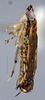 Habitus, lateral view: (Observation).