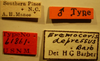 CollectionObject 1596192; 33459c3d-18ac-4293-a51f-30af3dcf6ad7: Eremocoris depressus - Holotype Labels (NMNH) - (CC BY-NC 3.0) - Photo by Pablo M. Dellapé with permission from the National Museum of Natural History (NMNH), Smithsonian Institution, Washington, D.C. (CollectionObject).