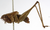 CollectionObject 1530613; 97680aca-b438-4491-86a4-4c961f30e976: male, lateral view (syntype). (CollectionObject).