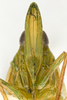 Head: !! display not done !! on Rhynchomitra recurva (Metcalf, 1923): UDCC_TCN 00102061 Rhynchomitra recurva (Metcalf, 1923) FEMALE. (Observation).