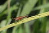 FieldOccurrence 3567; a2638e3f-171c-4517-b748-2b4549f88955: male (March 2016). (FieldOccurrence).
