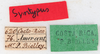 CollectionObject 1561480; 75e3de03-9f05-4be1-b4c7-e8a173e8faf7: copyright MHNG Geneva. male, data labels (syntype). (CollectionObject).