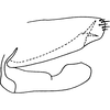 Pygofer, lateral view on Anatkina illustris (Distant, 1908): Pygofer, lateral view. (Observation).