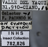 Other on Exitianus picatus (Gibson, 1919): Labels. Labels for the dorsal, lateral and face images. (Observation).