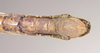 CollectionObject 1562201; 87c619d7-1409-4705-af76-184c723c119a, NHMUK(SF IMPORT DUPLICATE) 845219: copyright Natural History Museum, London. male: end of abdomen, ventral view of Eurycantha olivacea (holotype). (CollectionObject).