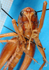 CollectionObject 1502587; b81d3195-04ad-4d4a-8c9a-3b704ee49de5: female, frontal view (syntype). (CollectionObject).