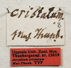 labels (syntype of Acrydium cristatum). Depicts CollectionObject 1597477; UZIU Thunberg Collection nr 15819, e438205f-d9fd-4025-b9a8-b0883f7a3fd3, a CollectionObject.