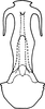 Aedeagus, ventral view on Arboridia (Arboridia) reniformis Song & Li, 2013: from Song & Li, 2013a: 235. (Observation).