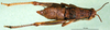 CollectionObject 1594859; 7eff6571-c2c7-4cc6-a01f-182747720038: female, dorsal view (paratype). (CollectionObject).