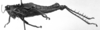 CollectionObject 1506192; 800f0ec6-ab4e-4623-861a-4e9c69c5874d: Image Carbonell, C.S. male, lateral view (holotype). (CollectionObject).