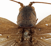 CollectionObject 1529702; cbf8622a-78d1-4659-a22a-24ff7e6ae02a: female pronotum, dorsal view (holotype). (CollectionObject).