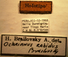 CollectionObject 1952946; 080aebf5-6b02-4f0a-a967-537041f5df8a: Ochrimnus rabidus - Holotype Labels (NMNH) - (CC BY-NC 3.0) - Photo by Pablo M. Dellapé with permission from the National Museum of Natural History (NMNH), Smithsonian Institution, Washington, D.C. (CollectionObject).