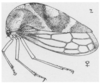 Habitus, lateral view on Cyrtolobus vau (Say, 1831): (Observation).