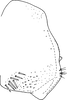 Pygofer, lateral view on Edwardsiana crataegi (Douglas, 1876): Pygofer, lateral view. (Observation).
