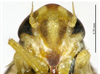 Head on Arboridia (Arboridia) echinata Song & Li, 2013: (Observation).