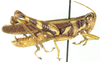 Exopropacris rehni (Sjöstedt, 1923): male, lateral view. (Otu).