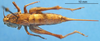 CollectionObject 1536698; 7ae8386f-1c05-46e7-b990-30e95423b144: female, dorsal view (paratype). (CollectionObject).