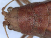 female head and pronotum, dorsal view (holotype). Depicts CollectionObject 1531858; 5033513a-700d-4584-8b09-cb70d2d17bff, a CollectionObject.