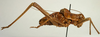 CollectionObject 1516800; bf1b84f1-2d6a-4ff9-ab07-4d6a2cd36538: male, lateral view (syntype). (CollectionObject).