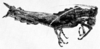CollectionObject 1525161; 7cf932ac-7a4a-4439-ae7d-351553498761: Fig. 1. female, lateral view. (CollectionObject).