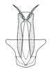 Aedeagus, posterior view on Chinchinota styx Kramer, 1967: Male holotype [USNM]: aedeagus, posterior view. (Observation).